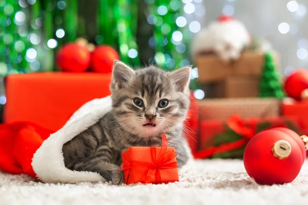 La Navidad presenta el concepto. Gato de Navidad con cara divertida en Santa Claus sombrero celebración de caja de regalo bajo el árbol de Navidad. Adorable gatito, gatito, gato. Acogedora casa.Close up, espacio de copia . —  Fotos de Stock