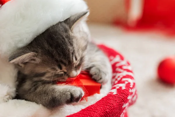 Boże Narodzenie kot w kapeluszu Świętego Mikołaja trzymając pudełko prezentów śpi na kratę pod choinką. Koncepcja prezentów świątecznych. Uroczy kotek, kotek. Przytulny dom. Zwierzak, zwierzak. — Zdjęcie stockowe