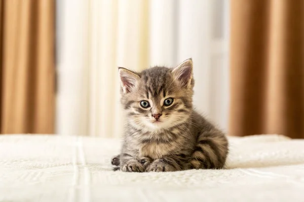 Cute tabby kotek leży na białej kraty w domu. Nowonarodzonego kotka, kota, dziecka i kota. Domowe zwierzę. Domowe zwierzę. Przytulny kot domowy, kotek. — Zdjęcie stockowe