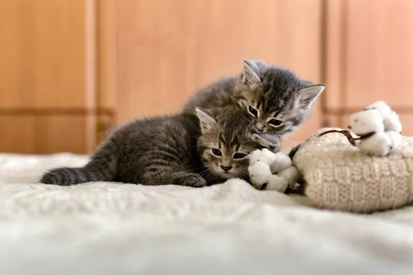 Söta 2 tabby kattungar sover, kramas, kysser på en vit rutig nära stickad varm tröja, naturliga bomullsblommor. Nyfödd kattunge, Kattunge, Husdjur, Husdjur, Kiddjur. Mysigt hem. — Stockfoto