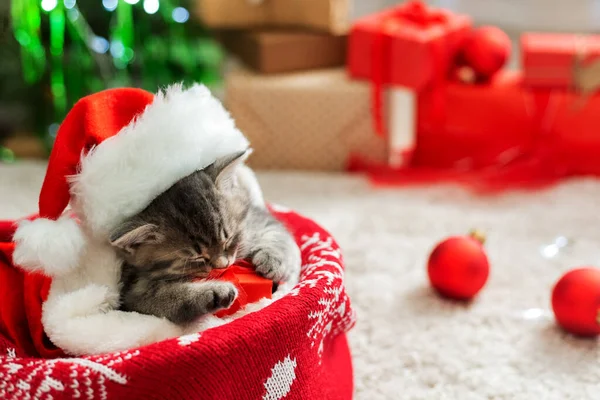 Weihnachtsgeschenke Konzept. Weihnachtskatze mit Weihnachtsmann-Hut und Geschenkbox schlafend auf Plaid unter dem Weihnachtsbaum. entzückendes kleines gestromtes Kätzchen, Kätzchen, Katze. gemütliche home.close up, Kopierraum. chri — Stockfoto