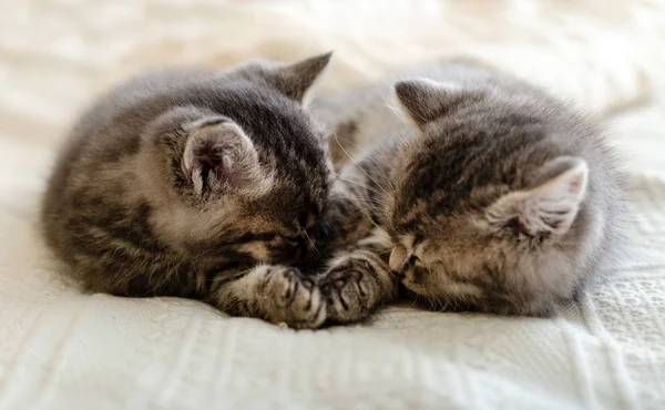 Cute tabby kitten sleeping, hugging, kissing on white paid at home. Newborn kitten, Baby cat, Kid animal and cat concept. Domestic animal. Home pet. Cozy home cat, kitten. Love — ストック写真