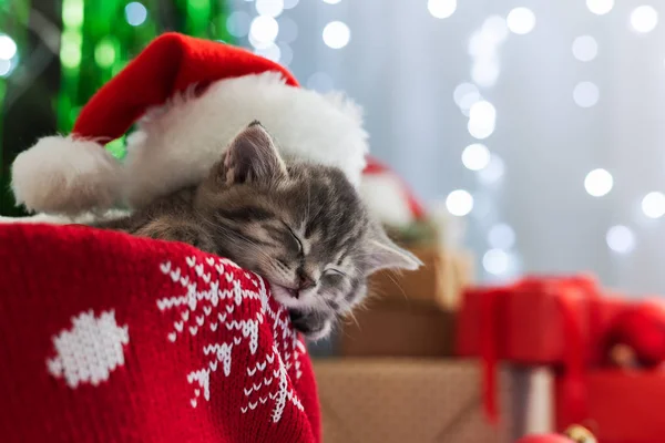 Vánoční kočka spí. Portrét koťátka v klobouku Santa Clause nad vánočním stromem, dárky, podvazky. Zavřít, kopírovat prostor. Roztomilé koťátko, koťátko, zvíře, domácí mazlíček, kočka. — Stock fotografie