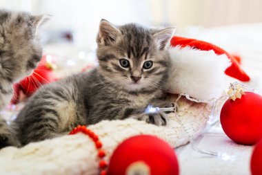 Komik küçük kedi yavrusu Noel süslemesiyle oynuyor. Sevimli Tekir kedicik beyaz ekose üzerinde yatıyor. Noel hediyeleri konsepti. Yaklaş, kopyalama alanı. Hayvan, hayvan, kedi, kedi ve kedilerle dolu rahat bir tatil evi..