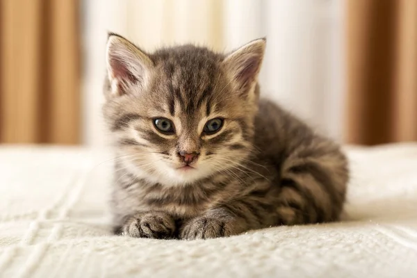 Cute tabby kotek leży na białej kraty w domu. Nowonarodzonego kotka, kota, dziecka i kota. Domowe zwierzę. Domowe zwierzę. Przytulny kot domowy, kotek. — Zdjęcie stockowe