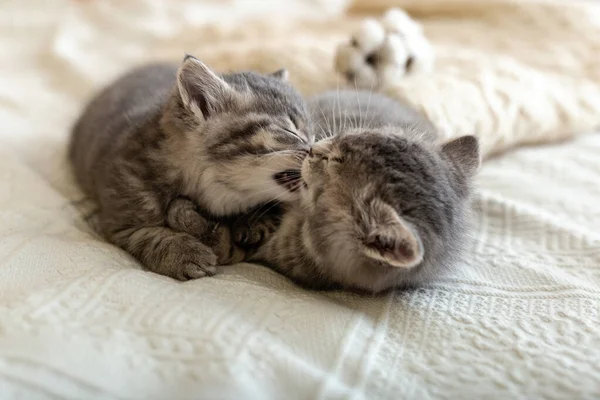 Söt tabby kattunge sover, kramas, kysser på vitt betalt hemma. Nyfödd kattunge, Baby katt, Kid djur och katt koncept. Husdjur. Hem husdjur. Mysigt hem katt, kattunge. Kärlek. — Stockfoto