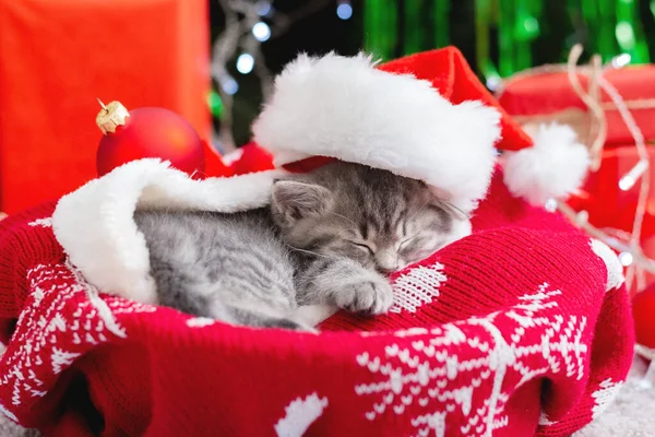 Śpiący świąteczny kot. Piękny mały tabby śpi kotek, kotek, kot w czerwonym kapeluszu Świętego Mikołaja w pobliżu pudełek świątecznych i choinki. Szczęśliwego Nowego Roku zwierząt, zwierząt domowych. — Zdjęcie stockowe
