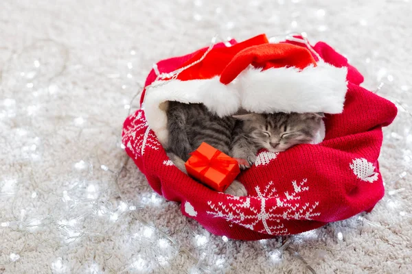 Vánoční kočka v klobouku Santa Claus drží dárkovou krabici spící na kostkované pod vánoční stromeček. Koncept vánočních dárků. Útulný dům. Zvíře, domácí zvíře, kotě. Zavřít, kopírovat prostor. Vánoční dárky. — Stock fotografie