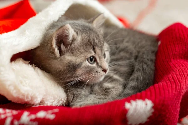 Gato de Navidad. Hermoso gatito dormido tabby, gatito, gato en sombrero rojo de Santa Claus cerca de cajas de regalo de Navidad y árbol de Navidad. Feliz Año Nuevo animal, mascota. De cerca. —  Fotos de Stock