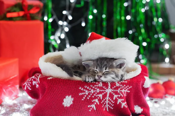 Спящая рождественская кошка. Маленький спящий котенок, котенок, кот в красной шапке Санта-Клауса возле рождественских подарочных коробок и елки. С Новым годом, домашнее животное! . — стоковое фото