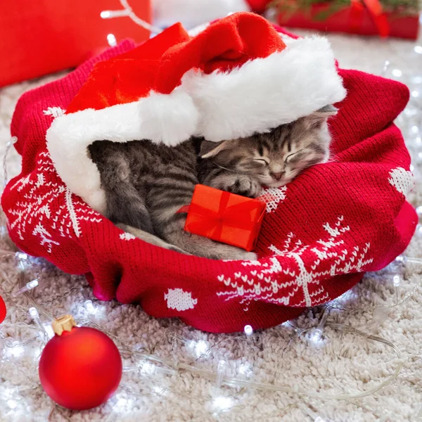 Gato de Navidad con sombrero de Santa Claus sosteniendo caja de regalo durmiendo en cuadros bajo el árbol de Navidad. La Navidad presenta el concepto. Acogedora casa. Animal, mascota, gatito. Primer plano, espacio para copiar. Navidad presents.square — Foto de Stock