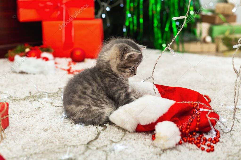 Funny little kitten plays with a Christmas decor. Tabby kitten plays with a Christmas decor. Christmas presents concept. Close up, copy space. Cozy holiday home with animal, pet,cat, kitten.