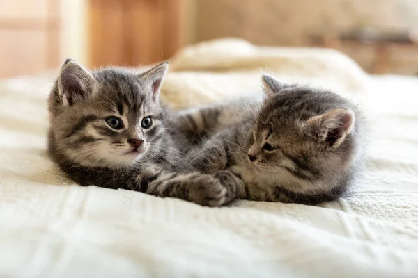 Cute tabby kitten sleeping, hugging, kissing on white paid at home. Newborn kitten, Baby cat, Kid animal and cat concept. Domestic animal. Home pet. Cozy home cat, kitten. Love — Stock Photo, Image