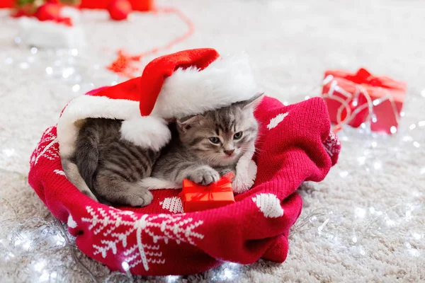 Gatito de Navidad con traje de Papá Noel sosteniendo caja de regalo. Regalo de Navidad Navidad presenta concepto Acogedora casa de vacaciones Animal mascota gatito gato. Cierre espacio de copia. Regalos de Navidad —  Fotos de Stock