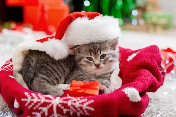 Vánoční kočka v klobouku Santa Claus drží dárkovou krabici na kostkované pod vánoční stromeček. Koncept vánočních dárků. Útulný dům. Zvíře, domácí zvíře, kotě. Zavřít, kopírovat prostor. Vánoční dárky. — Stock fotografie