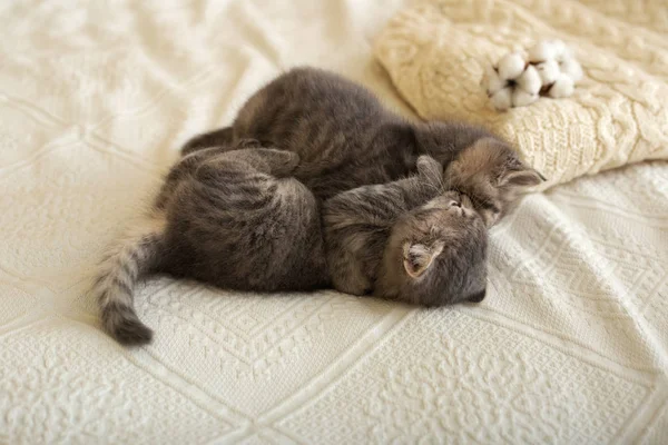 Aranyos 2 tabby cica van alszik, ölelés, csók -on egy fehér kockás közel kötött meleg pulóver, természetes pamut virágok. Újszülött cica, Kismacska, Háziállat, Háziállat, Kisállat. Hangulatos otthon. — Stock Fotó