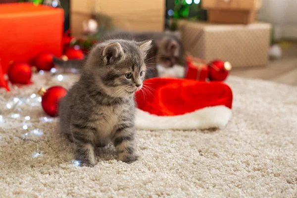 Os gatos de Natal brincam com bolas vermelhas, luzes. Gatinhos de mesa pequenos bonitos, gatinho, gato perto de caixas de presente de Natal, decorações, bolas de chrismas em casa. Feliz Ano Novo, animal de estimação. Natal aconchegante casa . — Fotografia de Stock