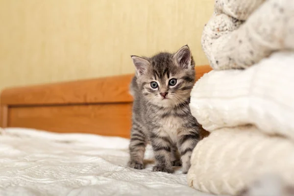 Lindo tabby kitten stand cerca de racimo de suéteres de punto de color pastel caliente doblado en la pila. Gatito recién nacido, Gato bebé, Animales domésticos, Mascotas caseras, Animales para niños. Acogedora casa. Copiar espacio — Foto de Stock