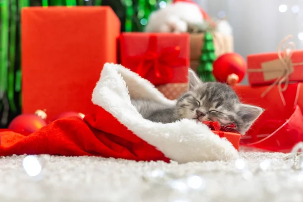 Spící vánoční kočka. Krásný malý tabby spací kotě, kočička, kočka v červené Santa Claus klobouk na vánoční červené dárkové krabice pod vánoční stromeček, dárky doma. Útulný doma.Šťastný Nový rok zvíře, domácí mazlíček, kočka. — Stock fotografie