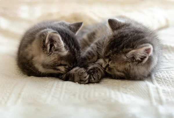 Lindo gatito tabby durmiendo, abrazándose, besándose en blanco pagado en casa. Gatito recién nacido, Bebé gato, Niño animal y gato concepto. Animal doméstico. Mascota. Acogedor gato casero, gatito. Amor. — Foto de Stock