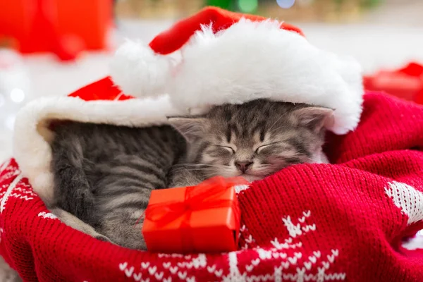 Vánoční kočka v klobouku Santa Clause, držící dárkovou krabici, spící na kostkovaných kostkách. Koncept vánočních dárků. Útulný dům. Zvířecí domácí koťátko close up kopie prostor vánoční dárky — Stock fotografie