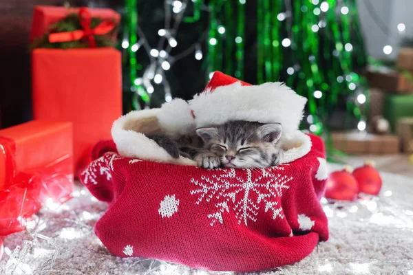 Christmas cat wearing Santa Claus hat holding gift box sleeping on plaid under christmas tree. Christmas presents concept. Cozy home. Animal pet kitten.Close up copy space. Christmas presents.