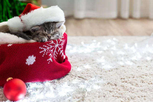 Vánoční kočka v klobouku Santa Claus spící na kostkovaném pod vánočním stromečkem s rozmazaným slavnostním dekorem. Roztomilá koťátko koťátko. Útulný dům. Zvířecí kočka. Zavřít místo pro kopírování — Stock fotografie
