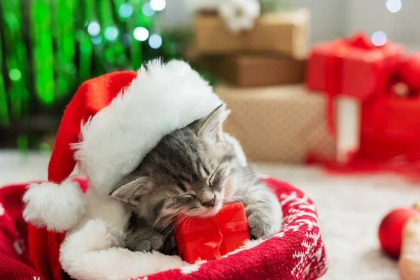 Koncepcja prezentów świątecznych. Boże Narodzenie kot w kapeluszu Świętego Mikołaja trzymając pudełko prezentów śpi na kratę pod choinką. Uroczy kotek kotek kotek. Przytulny dom Zamknij przestrzeń kopiowania. Chryste. — Zdjęcie stockowe
