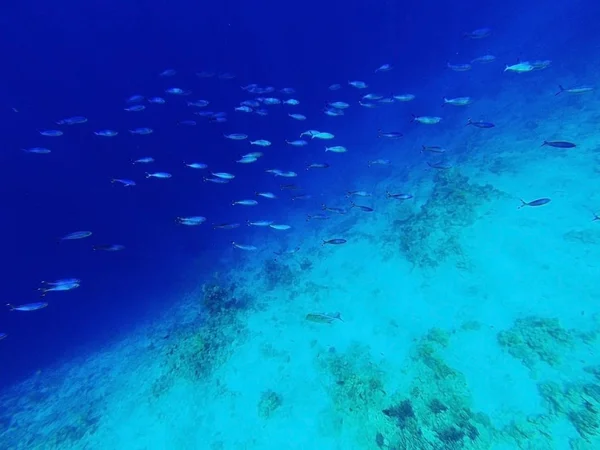 Klassische blaue Farbe 2020. Trendy klassischen blauen Hintergrund, Blauton 19 4052. Herde tropischer Fische im Meer unter Wasser. Freitauchen und Tauchen im Meer mit Korallen, Berufungskonzept — Stockfoto