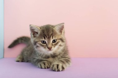 Gri çizgili kedi yavrusu pembe arka planda oynuyor ve metin için fotokopi alanı var. Küçük sevimli çizgili tüylü kedi. Yeni doğmuş kedi yavrusu, çocuk hayvan veterineri konsepti.