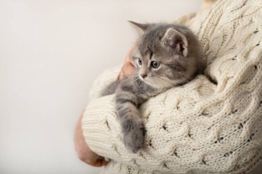 Çizgili kedi yavrusu tutan adam. Gri çizgili kedi yavrusu bej bir pamuk kazakla el üstünde uyuyor. Evinde rahat, kış Noelinde. Beyaz arka planda beyaz arka planda şirin çizgili pofuduk kedi..