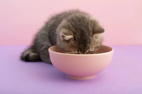 Сірий смугастий кошеня їсть на рожевому тлі з копіювальним простором для тексту. Маленька мила смугаста пухнаста кішка. Новонароджений кошеня, ветеринарна концепція дитячих тварин . — стокове фото