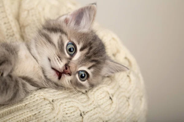 Man holding cute striped scared kitten. Gray striped kitten with funny face on hands in a beige cotton sweater. Little cute cat with copy space. Newborn kitten, Kid animals veterinary concept. — Stock Photo, Image