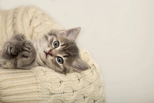 Mann mit niedlichen gestreiften Kätzchen. grau gestreiftes Kätzchen spielt schlafend auf Händen in einem beigen Baumwollpullover. kleine niedliche gestreifte flauschige Katze auf weißem Hintergrund mit Kopierraum. neugeborenes Kätzchen, Jungtier — Stockfoto