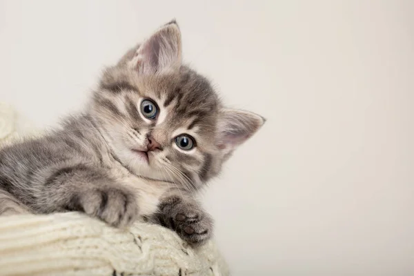 Schattig gestreept katje. Grijs gestreept kitten spelen op beige katoen plaid. Klein schattig gestreept pluizig kat op witte achtergrond met kopieerruimte voor uw tekst.Pasgeboren kitten, Kid dieren veterinair concept. — Stockfoto