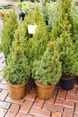 Bahçe marketinde, serada, bahçe merkezinde genç kozalaklı saksılar. Satış merkezindeki saksıda küçük köknar ağacı. Dışarıdaki peyzaj tasarımı için satılık Noel köknar ağaçları.