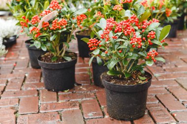 Kırmızı Skimmia Japonica Rubella bitkisi. Bahçe pazarında, serada, bahçe bitkilerinde çiçek saksısı. Peyzaj tasarımı, çiçekçilik, bahçıvanlık için Skimmia çiçeği.