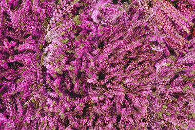 Çiçek arkaplanı, 8 Mart Uluslararası Kadınlar Günü için arka plan, davetiye ya da Sevgililer Günü. Pembe karışık çiçekler. Tropik çiçek arka planı. Ev bahçesi konsepti