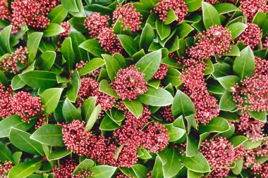 Çiçek arkaplanı, 8 Mart Uluslararası Kadınlar Günü davetiyesi, Sevgililer Günü davetiyesi. Kırmızı Skimmia Japonica Rubella çiçeği yeşil yapraklı, kırmızı bereli. Tropik çiçek arka planı.