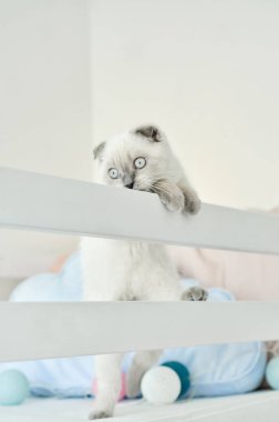 Beyaz İskoç evcil kedisi renkli ışık balonları ile yatakta oynuyor. Güzel beyaz kedi yavrusu. Mavi gözlü İskoç kedisinin portresi. Rahat bir ev. Hayvan kedisi. Kopyalama alanını kapat