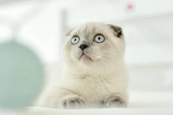 White Scottish fold domestic cat lying in bed. Beautiful white kitten. Portrait of Scottish kitten with blue eyes. Cute white cat kitten fold grey ears. Cozy home. Animal pet cat. Close up copy space — 스톡 사진