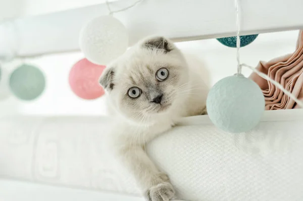 Branco escocês dobrar gato doméstico brincando na cama com balões luzes coloridas. Linda gatinha branca. Retrato de gatinho escocês com olhos azuis. Uma casa acolhedora. Gato de estimação animal. Fechar espaço cópia — Fotografia de Stock