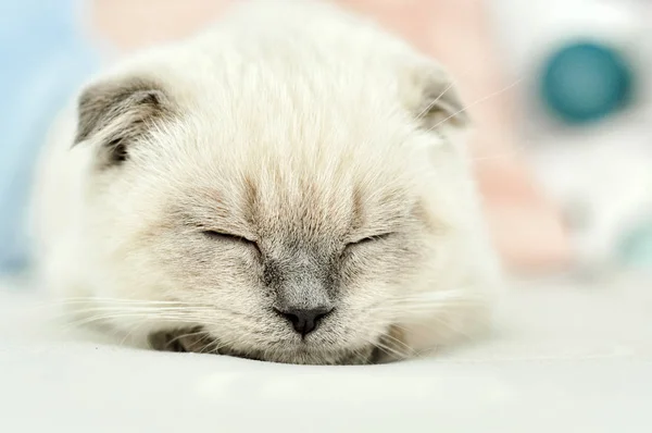 White Scottish fold domestic cat sleeping in white bed. Beautiful white kitten. Portrait of Scottish kitten. Cute white cat kitten fold grey ears. Cozy home. Animal pet cat. Close up copy space — 스톡 사진