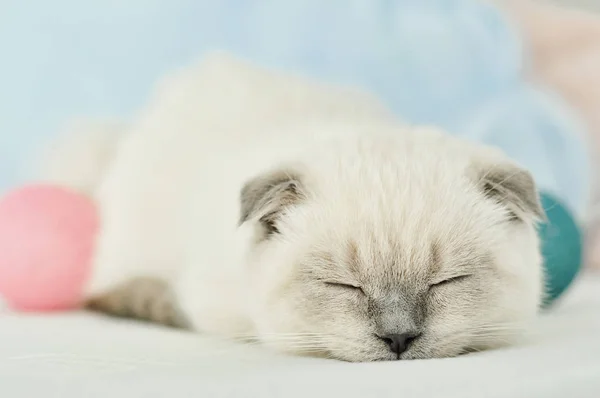 Fehér skót hajtogatott belföldi macska alszik fehér ágyban. Gyönyörű fehér cica. Skót cica portréja. Aranyos fehér macska cica hajtsa szürke fülek. Kényelmes otthon. Állati macska. Fénymásolási hely bezárása — Stock Fotó