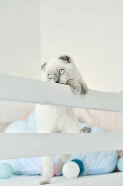 Λευκή Scottish φορές εγχώρια γάτα παίζει στο κρεβάτι με πολύχρωμα μπαλόνια φώτα. Όμορφο λευκό γατάκι. Πορτραίτο σκωτσέζικου γατάκι με μπλε μάτια. Άνετο σπίτι. Ζωώδης γάτα. Κλείσιμο χώρου αντιγραφής — Φωτογραφία Αρχείου