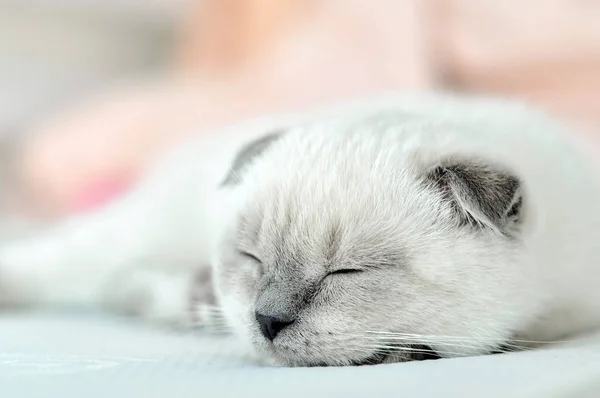 White Scottish fold domestic cat sleeping in white bed. Beautiful white kitten. Portrait of Scottish kitten. Cute white cat kitten fold grey ears. Cozy home. Animal pet cat. Close up copy space — Stockfoto