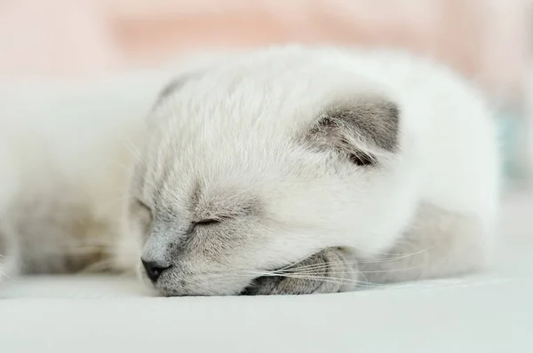 苏格兰白人折叠家猫睡在白色的床上. 漂亮的白色小猫。 苏格兰猫咪的肖像。 可爱的白猫皱起灰色的耳朵. 舒适的家。 动物宠物猫。 关闭复制空间 — 图库照片