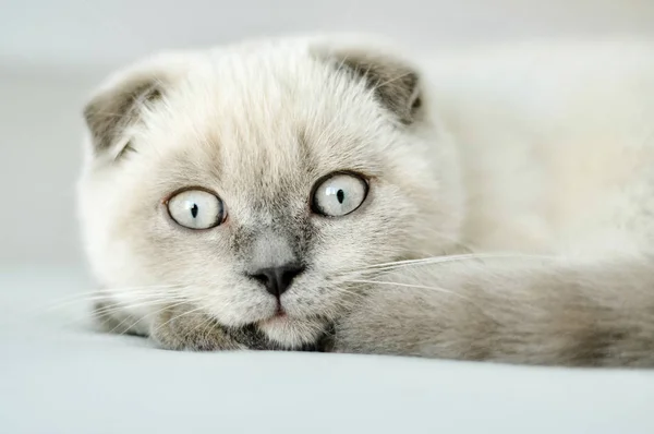 Белый шотландский складной домашний кот лежит в постели. Прекрасный белый котёнок. Портрет шотландского котенка с голубыми глазами. Симпатичный белый котенок со сложенными серыми ушами. Уютный дом. Животный кот. Закрыть копировальное пространство — стоковое фото