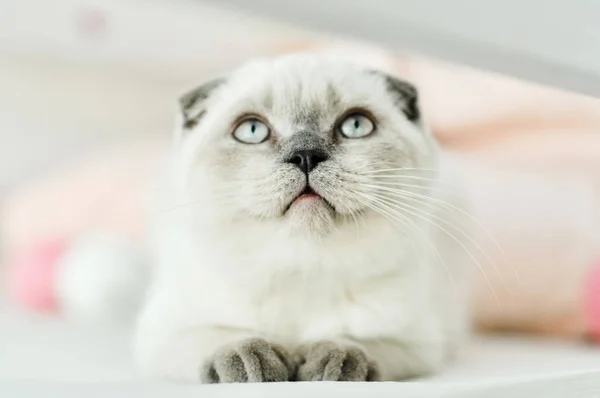 Blanco escocés pliegue doméstico gato acostado en la cama. Hermoso gatito blanco. Retrato de gatito escocés con ojos azules. Lindo gato blanco gatito veces orejas grises. Acogedora casa. Gato mascota animal. Cerrar espacio de copia —  Fotos de Stock