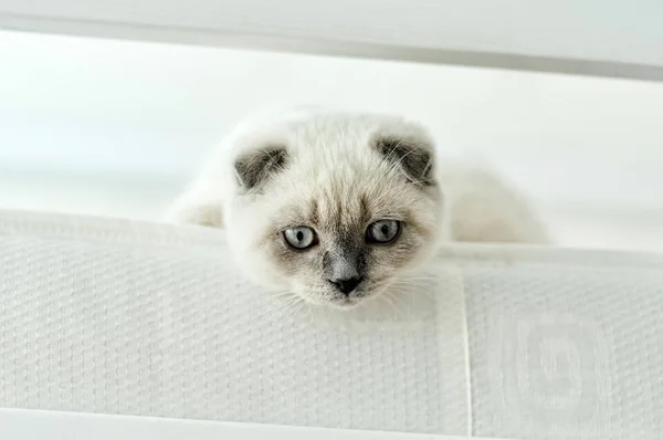 White Scottish fold domestic cat lying in bed. Beautiful white kitten. Portrait of Scottish kitten with blue eyes. Cute white cat kitten fold grey ears. Cozy home. Animal pet cat. Close up copy space — Stockfoto